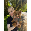 Fig Bear - Charlie Bears Plush 2024
