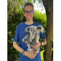 Eléphant Earl - Charlie Bears en Peluche 2024