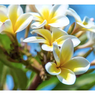 Handcrafted Tiare Flower Scented Candle - Luminous