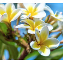 Handcrafted Tiare Flower Scented Candle - Luminous