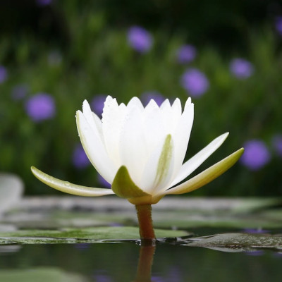 Bougie parfumée artisanale Lotus blanc Coton - Luminante