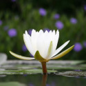 Handmade scented candle, white lotus and cotton - luminous