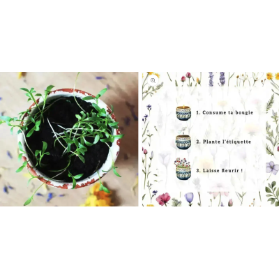 Bougie parfumée fleurissante Vanille et Miel - Oali